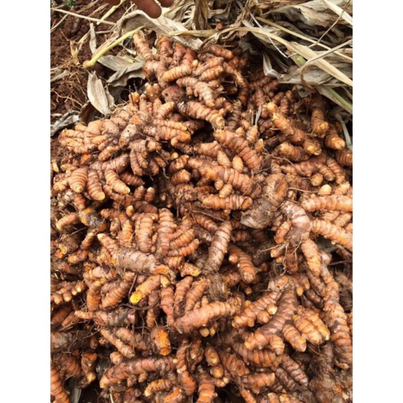 1 Kg Nghệ Ta Ruột Vàng Miền Bắc Giá Sỉ
