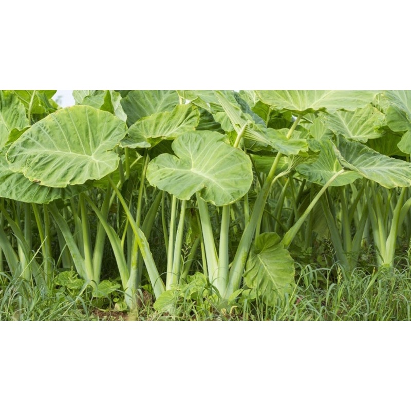 Cây dọc mùng loại thân to