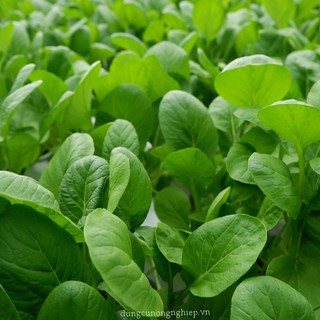 Cải Trắng Ăn Non RĐ 207 - Rạng Đông