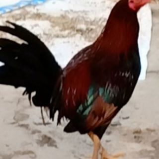 10 quả trứng gà tre mỹ