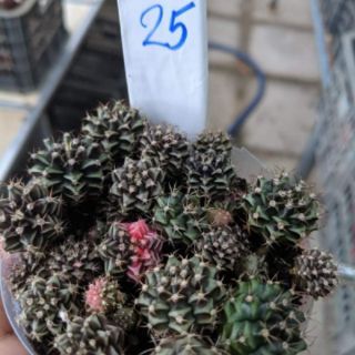 Hạt xương rồng