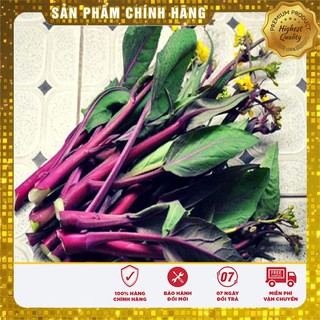 Hạt giống cải ngồng đỏ F1 -5gr