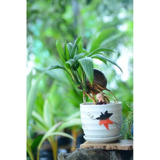 Cây Dừa bonsai  - Cây Giống Nhập Khẩu
