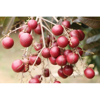 Cây giống nhãn xuồng tím