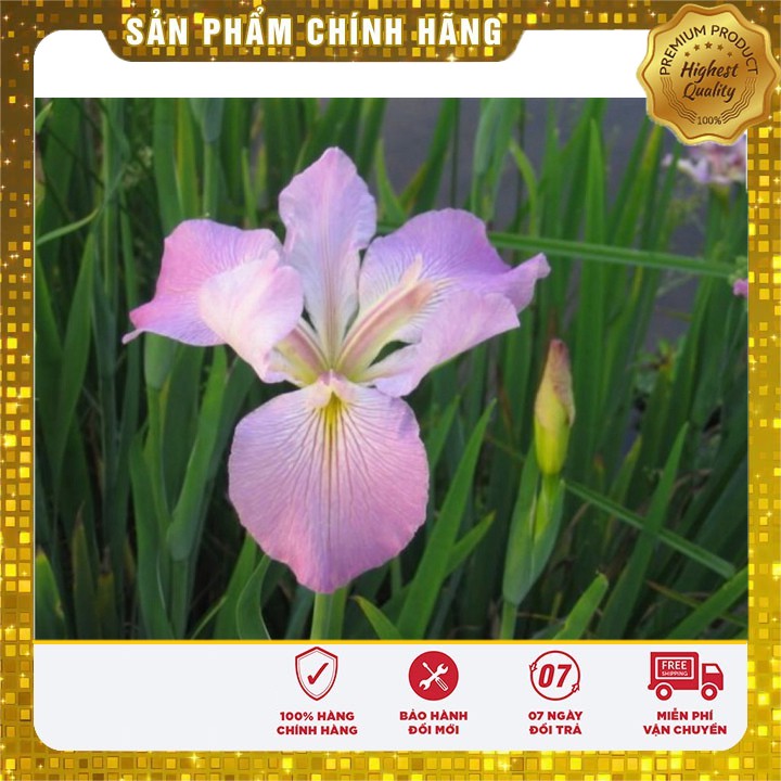 Hạt giống hoa Diên vĩ Hồng (Iris Hồng)