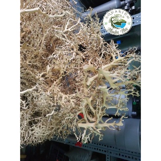 Lũa Xương chùm dùng làm tán cây bonsai, bố cục hồ [100gr]