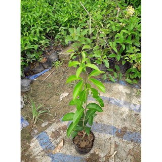 chậu hoa leo lan tỏi