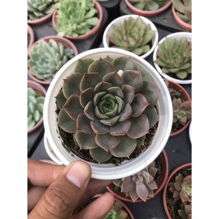 Sen hoa hồng sám trung