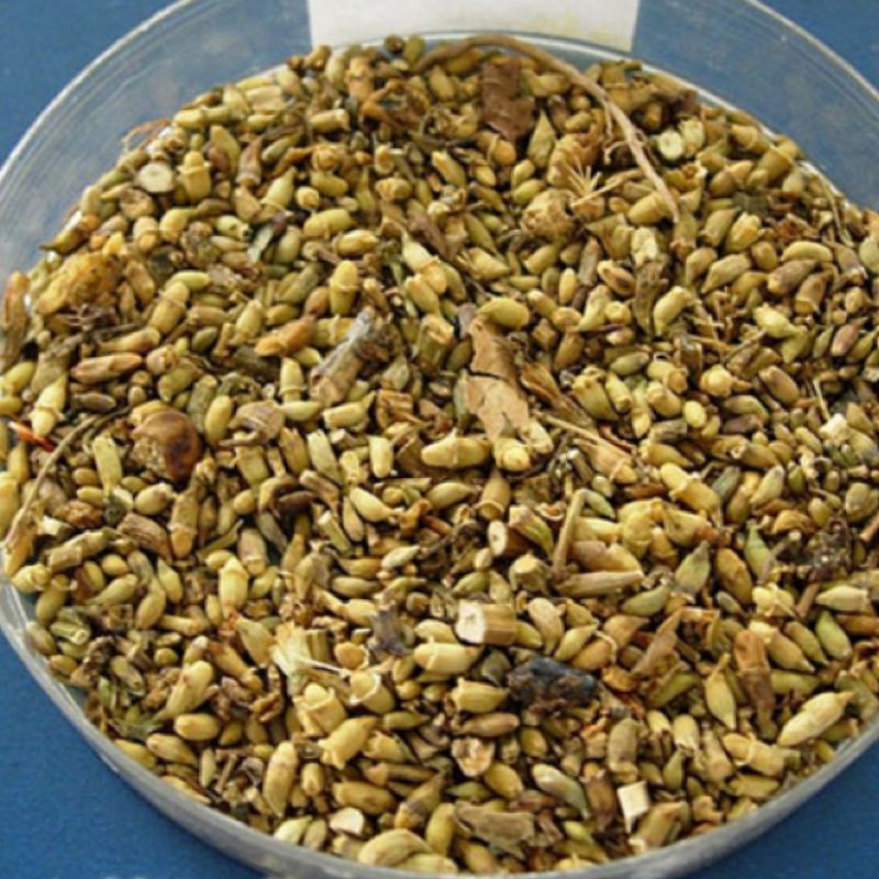 Trà hoa hoè/hoa hoè sao vàng