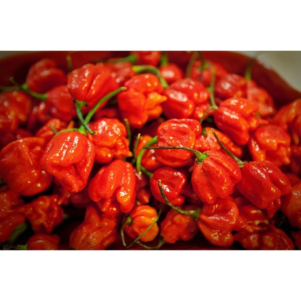 Hạt giống ỚT CAY NHẤT THẾ GIỚI HABANERO