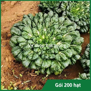 Hạt giống cải hoa hồng Tatsoi gói 5000 hạt