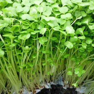 20gr hạt giống rau mầm củ cải trắng