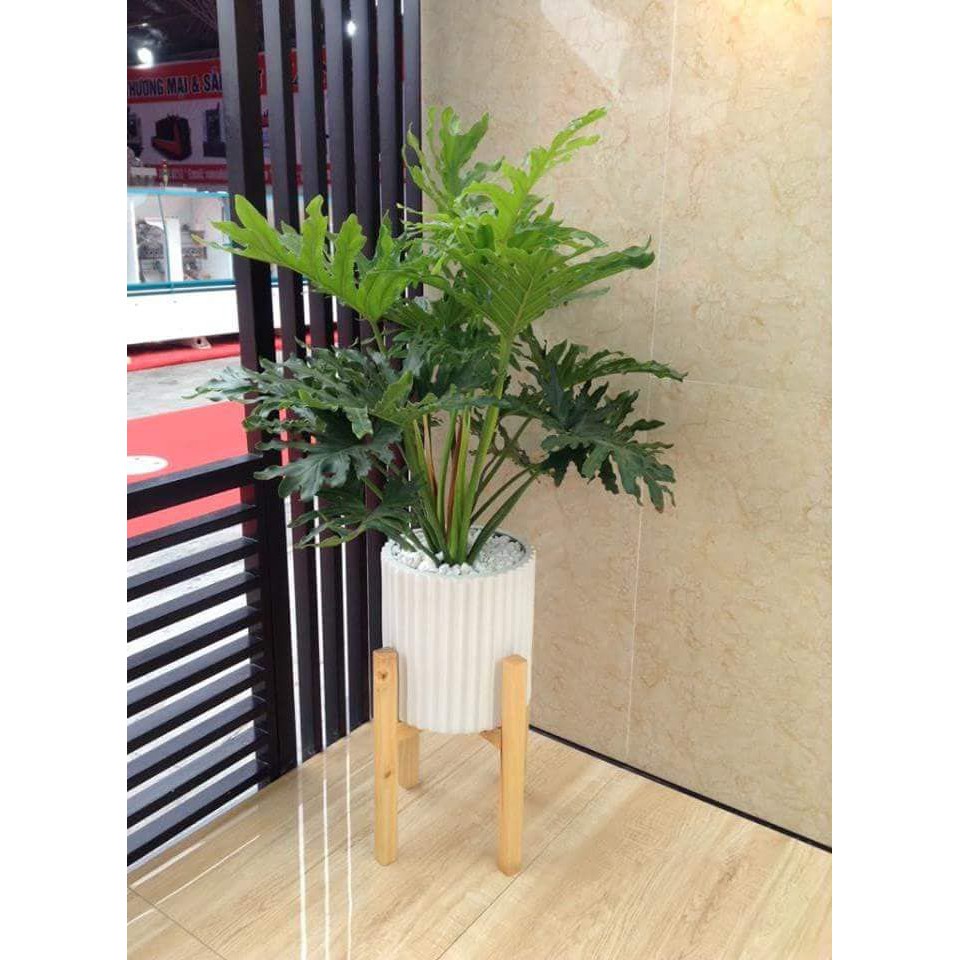 Cây trầu bà cánh phượng