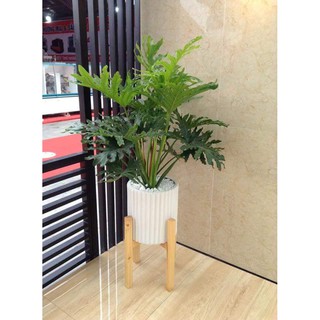 Cây trầu bà cánh phượng