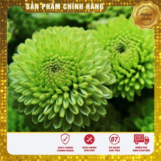 Hạt giống Cúc Zinnia xanh F1 LUCKY SEEDS - 50 hạt