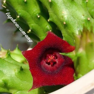 Cây sao biển rồng đỏ