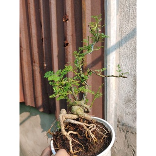 Cần thăng bonsai rể quái