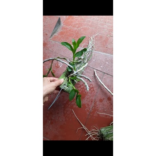 Trầm trắng bảng