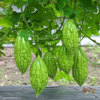 Hạt giống Mướp đắng ( khổ qua mỡ ) – 10Hạt