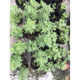 Cây Ngãi Cứu (cây thuốc cứu)