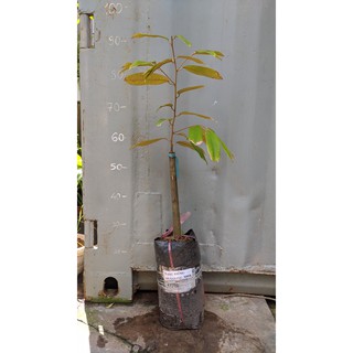 Sầu Riêng MusangKing