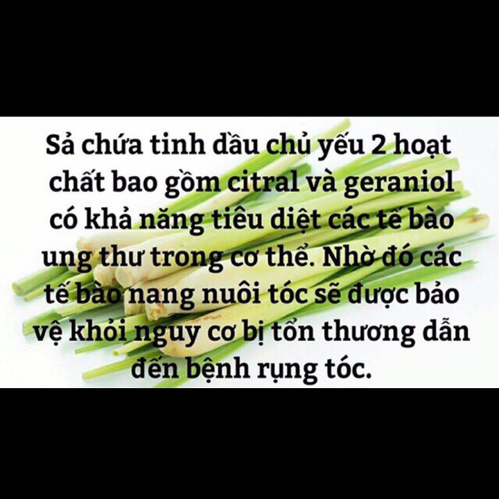 Set Gói 50 Túi lọc tặng 5 Túi lọc Thảo Dược Bồ Kết gội đầu từ thiên nhiên