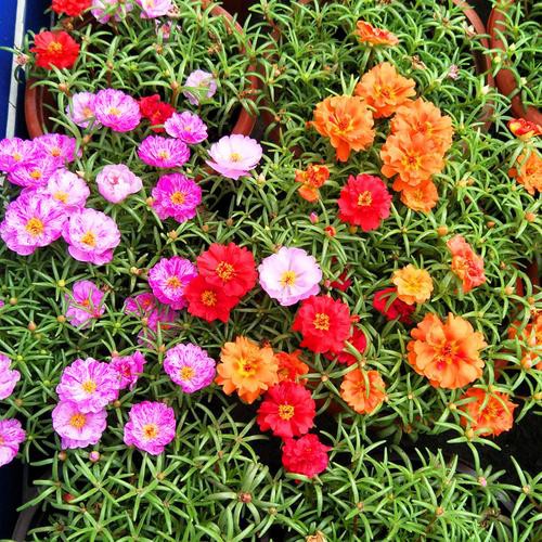 Combo 50 hạt giống mười giờ kép mix màu kèm deal đầy đủ