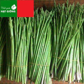 [Hạt Bọc Men] Gói 100 hạt giống măng tây xanh f1, nảy mầm 90%