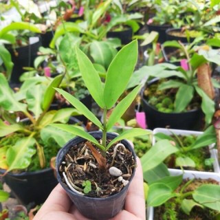 Mầm cây kim tiền mini giống