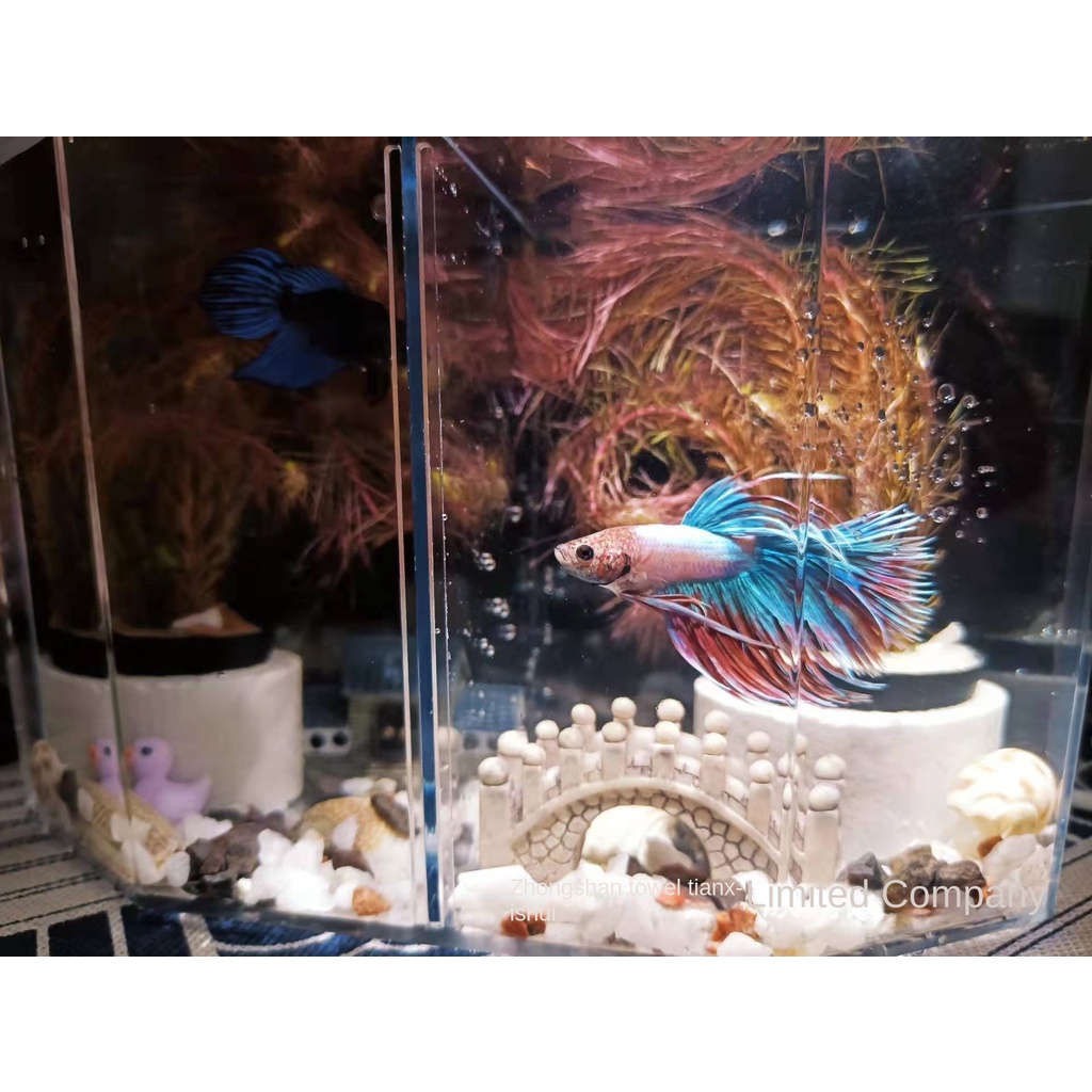 Bể Cá Hai Ngăn Hình Kim Cương Có Lỗ Bắt Sáng Cao Cấp