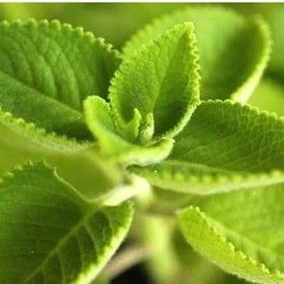 Hạt giống rau húng chanh - Gói  0,1 gram - STHG2
