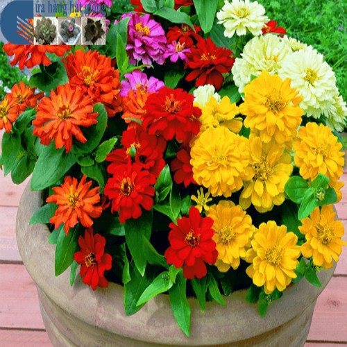 30 Hạt giống hoa cúc ngũ sắc  MUA TỪ 58K TẶNG 2 GÓI SẢN PHẨM HẠT GIỐNG  KHUYẾN MẠI SHOP MỚI HẠ GIÁ SỈ