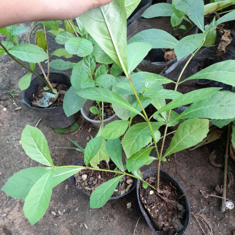 Cây giống hoa cánh tiên - thanh điệp