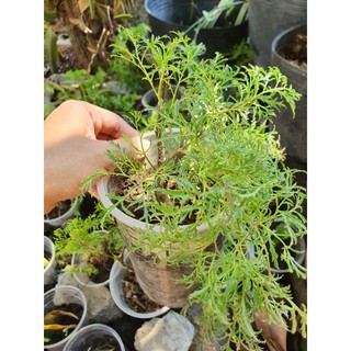 Cây đinh lăng giống