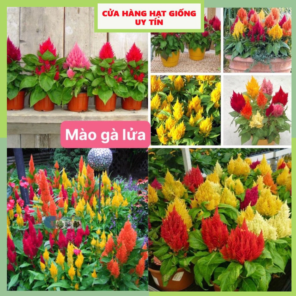 [Gói 200 hạt] Hạt Giống Hoa Mào Gà Lửa F1 Hạt Chất Lượng Dễ Trồng Hoa Nở Siêu Đẹp Mix nhiều màu
