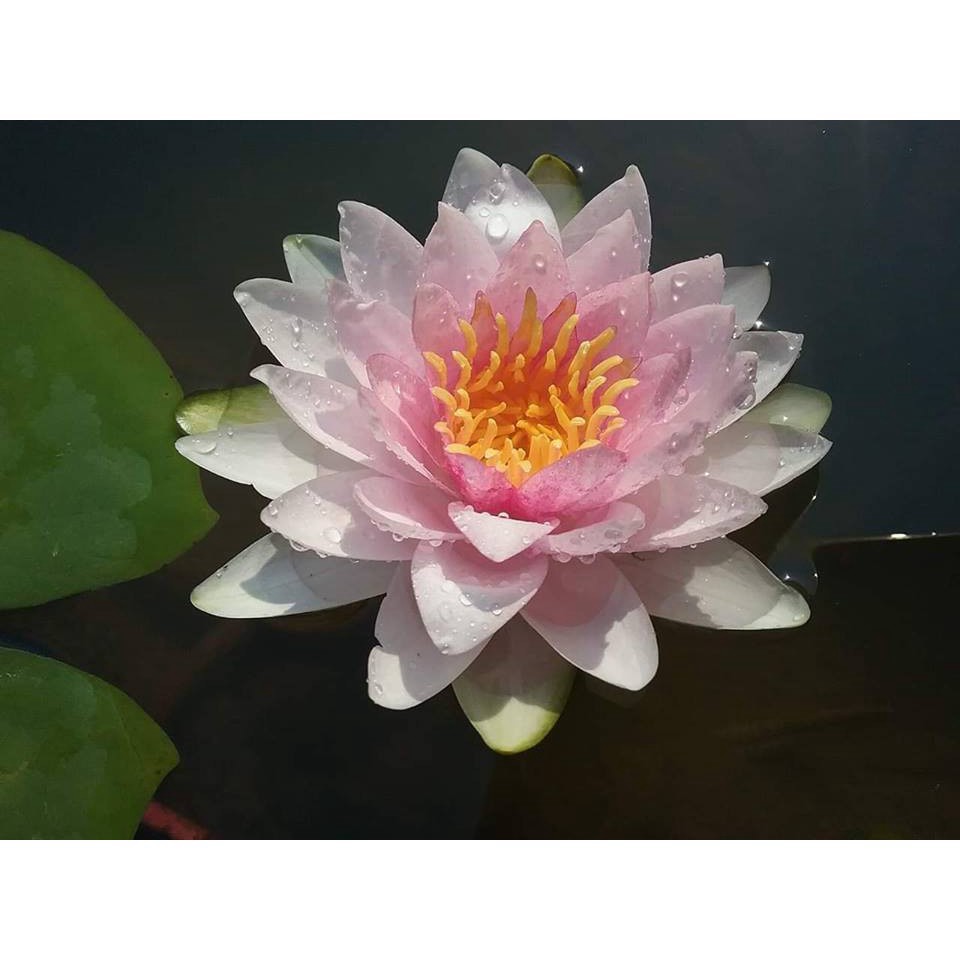 Hoa súng thái lan kép hồng phúc