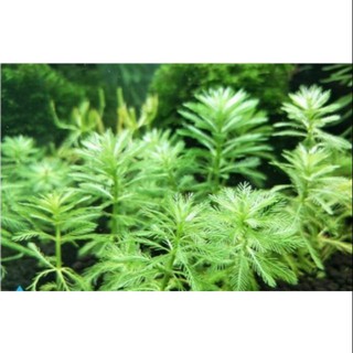 1 CHẬU XƯƠNG CÁ THỦY SINH