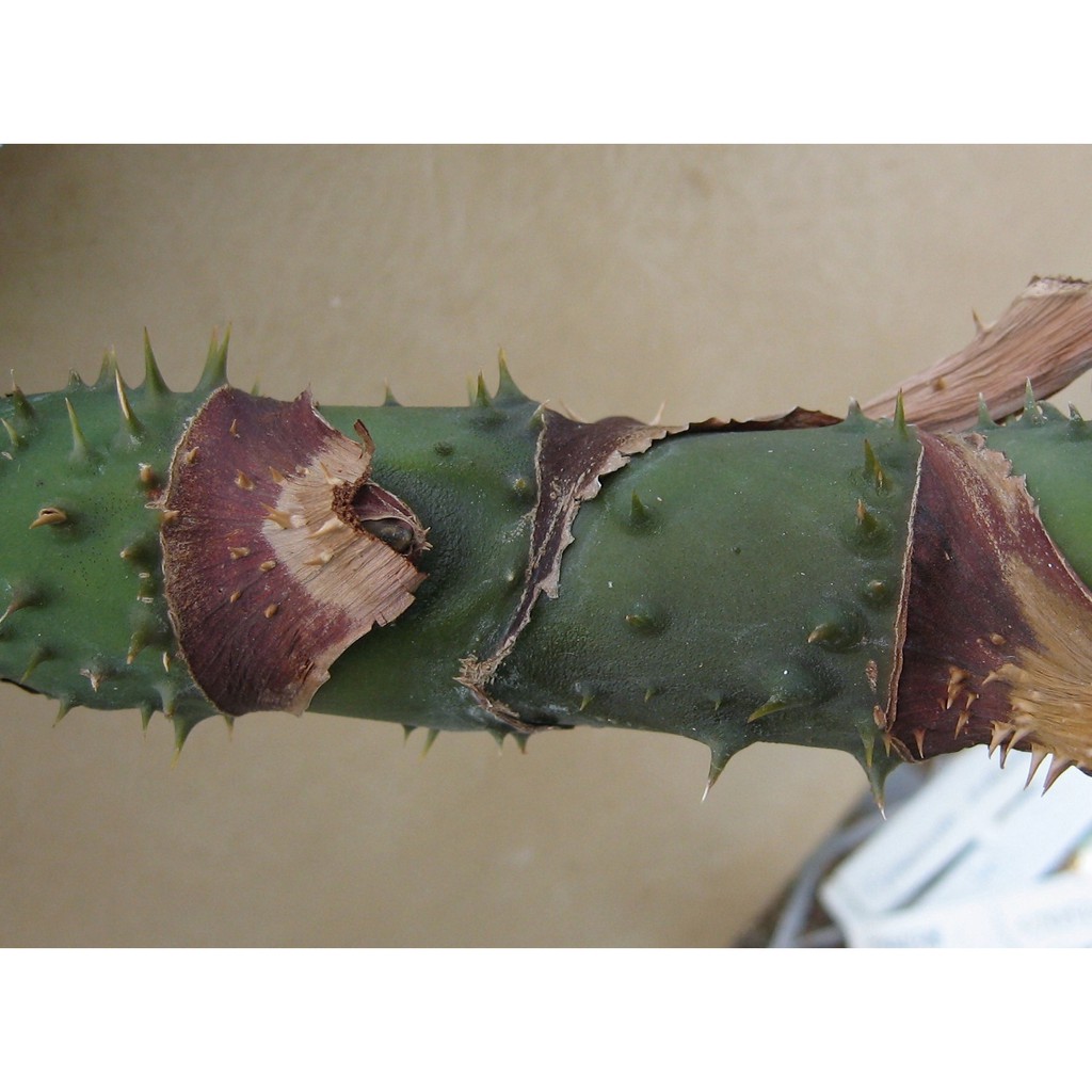 Củ mướp gai phơi khô 1 ký sản phẩm nhà làm sạch sẽ