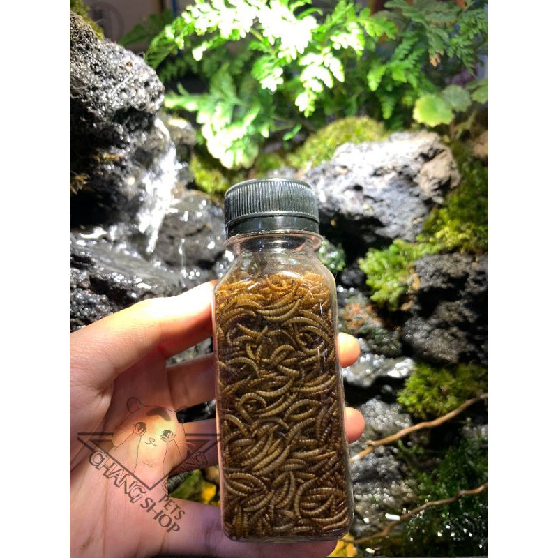 Sâu gạo gói 20g  dành cho hamsters