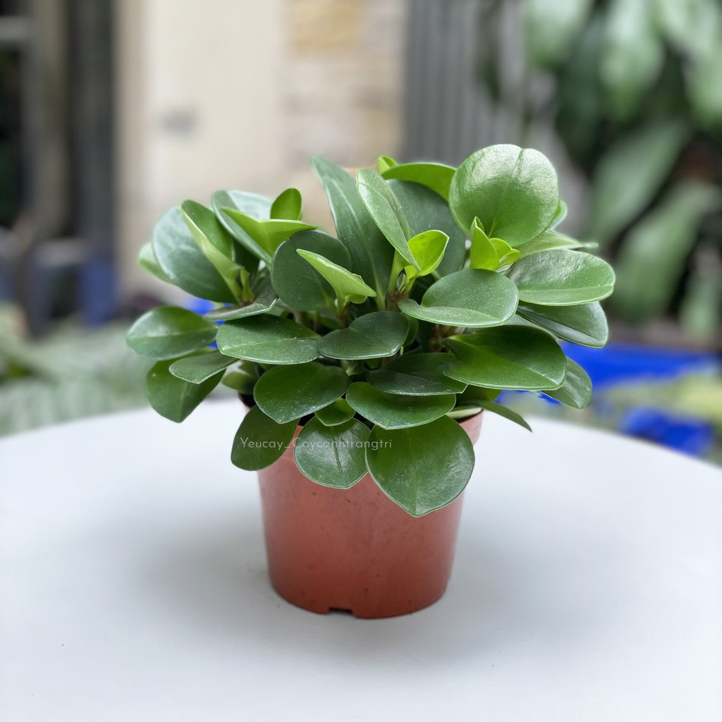 Cây trường sinh để bàn (ảnh thật)