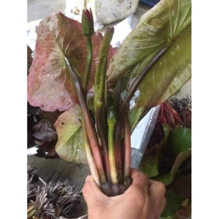 [Xả - Cắt Lỗ ] Hoa Súng Thái Kép