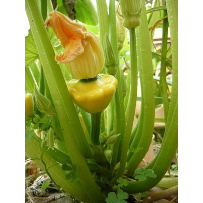 [GIÁ GỐC] Hạt Giống Bí Đĩa Bay Mini - 10 hạt