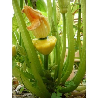 [GIÁ GỐC] Hạt Giống Bí Đĩa Bay Mini - 10 hạt