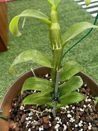 (giảm giá) Phi điệp 5ct Phú Thọ