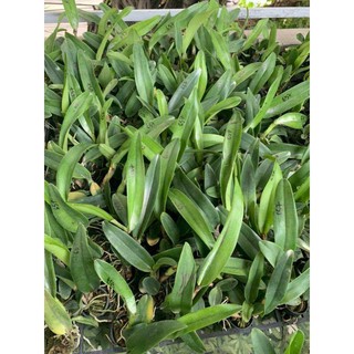 Combo 5 Cây Lan Cattleya Giống - Nhập Thái Lan