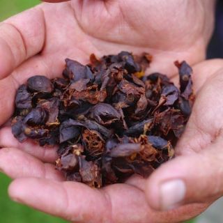 Cascara