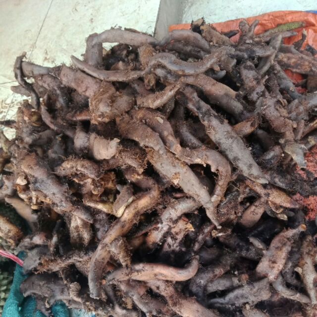 Củ Tắc kè đá