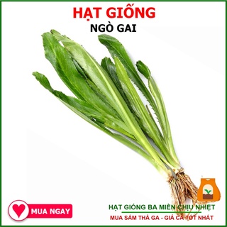 [GIỐNG RẤT THƠM]  20G - Hạt Giống Ngò Gai Lá Lớn (Rau Mùi Tàu)