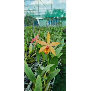 Hoa lan brass hiden gold