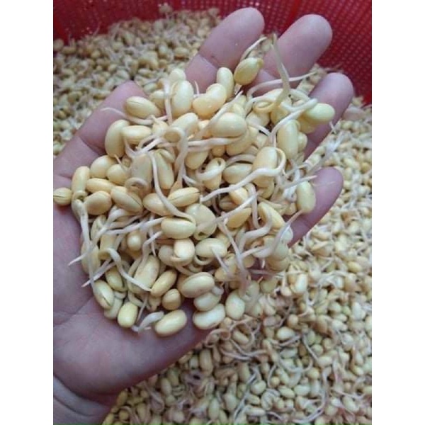 Mầm đậu nành nguyên sơ nguyên chất 100%